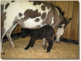 Wit's End Filthy Rich