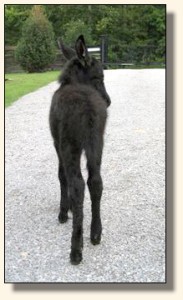 Wit's End Black Tie Affair, aka Ty