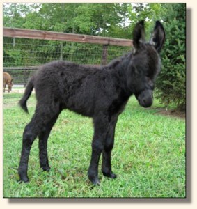 Wit's End Black Tie Affair, aka Ty