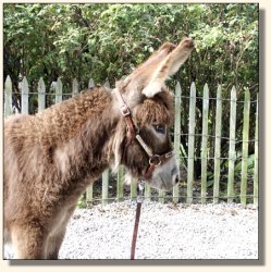 Wit's End Appalachian Foxfire