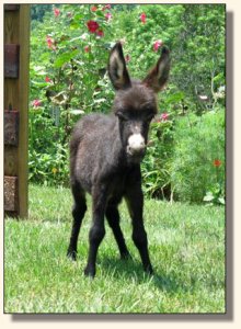 Wit's End Genie in a Bottle