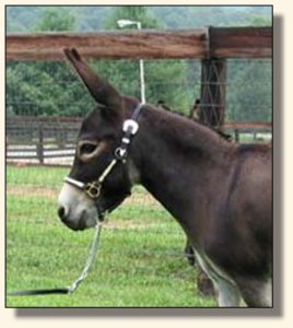 Gladybrooke Georgi Girl