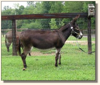 Gladybrooke Georgi Girl