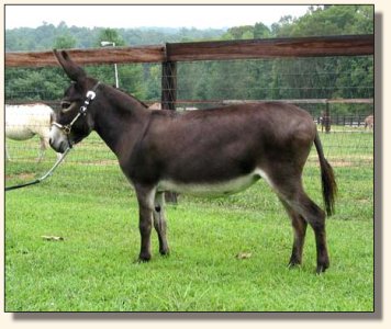 Gladybrooke Georgi Girl