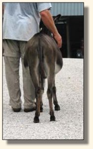 Gladybrooke Georgi Girl