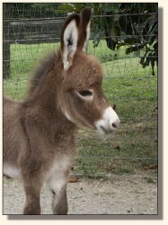 Wit's End Win One for the Gipper