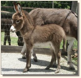 Wit's End Win One for the Gipper