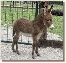 Wit's End Win One for the Gipper