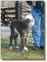 Wit's End Hallelujah, aka Hallie