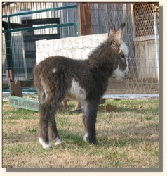 Wit's End Hallelujah, aka Hallie