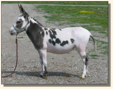 Heiken's Ark Pippi M