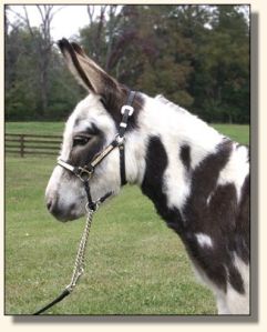 Heiken's Ark Sunflower