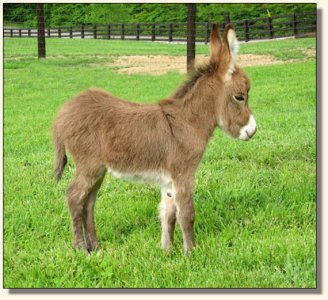 Wit's End Hoof Prince