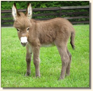 Wit's End Hoof Prince