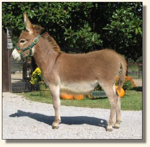 Hoof Prince October 2006