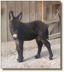 Wit's End Hotty Chocolate