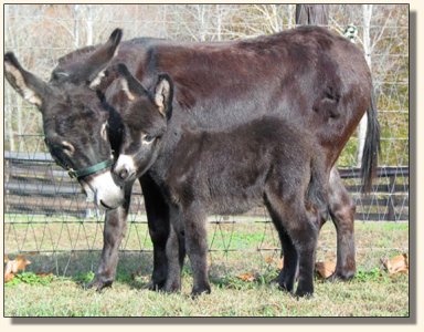 Wit's End Hotty Chocolate