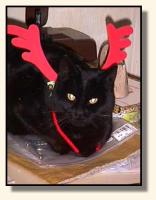 Irma, the Reindeer cat? (6829 bytes)