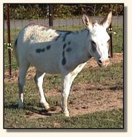 Our gelding, Jo Jo, relaxing in the pasture (11,134 bytes)