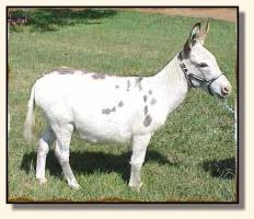 Our gelding, Jo Jo (10,994 bytes)