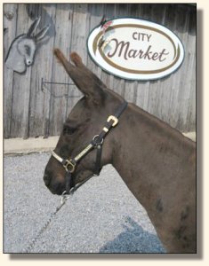 KiTerra's Miss Ebony