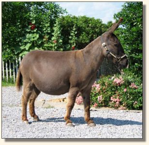 KiTerra's Miss Ebony