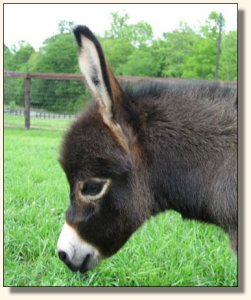 Wit's End Kiss Me Kate