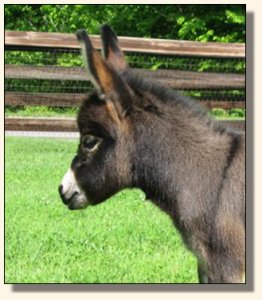 Wit's End Kiss Me Kate