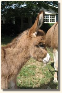 Wit's End Lotta Kurb Appeal aka Kurby