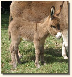 Wit's End Lotta Kurb Appeal aka Kurby