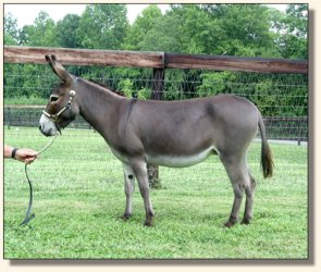 Pine Grove Farm's Lollipop