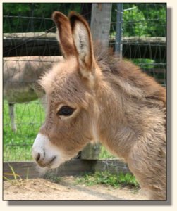 Wit's End Mayzie Day