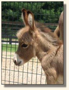 Wit's End Mayzie Day