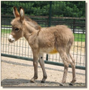 Wit's End Mayzie Day