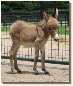 Wit's End Mayzie Day