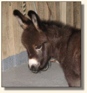 Wit's End McDreamy aka Dempsey