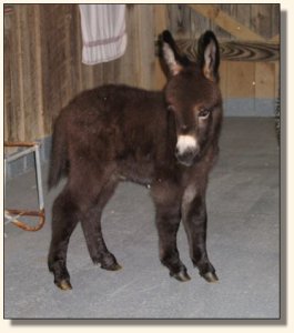 Wit's End McDreamy aka Dempsey