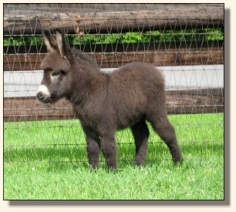 Wit's End McDreamy aka Dempsey