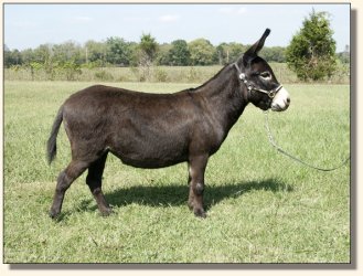 Click photo of miniature donkey to enlarge image