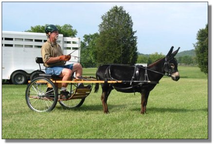 Reserve Champion - Very Small Equine Division