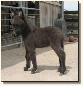 Wit's End Racer's Pace Car aka Pace