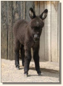 Wit's End Racer's Pace Car aka Pace