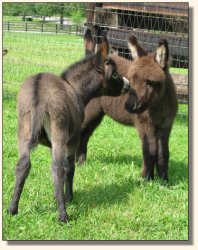 Wit's End Racer's Pace Car aka Pace