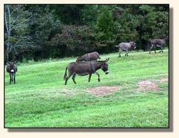 More Pasture Donkeys (14,004 bytes)