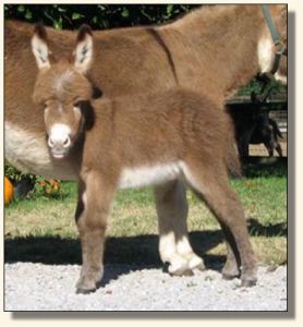 Wit's End Pennies From Heaven