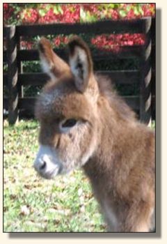 Wit's End Pennies From Heaven