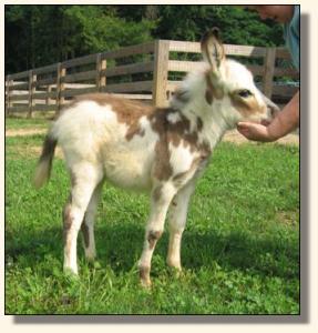 Windcrest Wears Prada