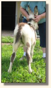 Windcrest Wears Prada