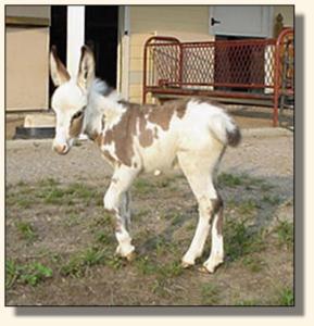 Windcrest Wears Prada