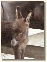 Wit's End El Presidente